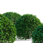 Ligustrum vulgare balls