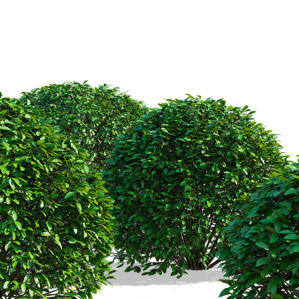 Ligustrum vulgare balls