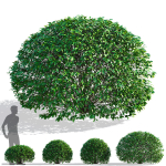 Ligustrum vulgare balls