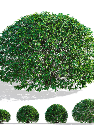 Ligustrum vulgare balls