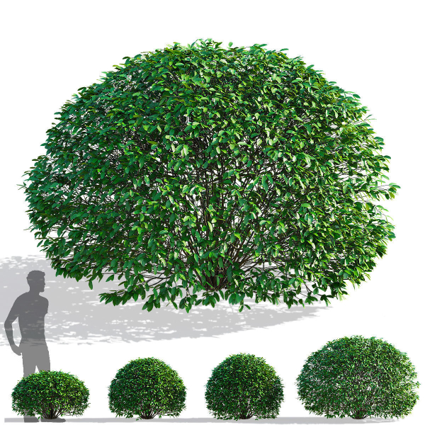 Ligustrum vulgare balls
