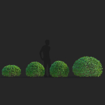 Ligustrum vulgare balls
