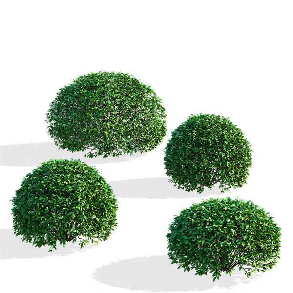Ligustrum vulgare balls