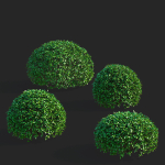 Ligustrum vulgare balls