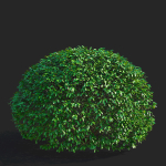 Ligustrum vulgare balls