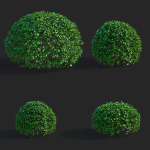 Ligustrum vulgare balls