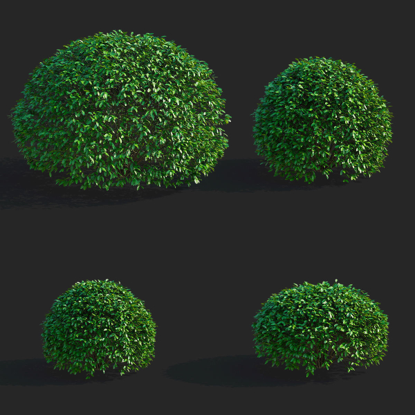 Ligustrum vulgare balls