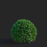 Ligustrum vulgare balls