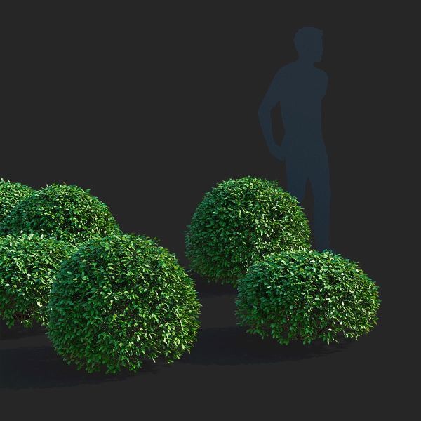 Ligustrum vulgare balls