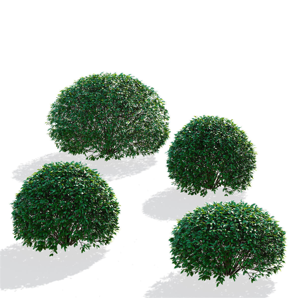 Ligustrum vulgare balls