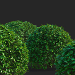 Ligustrum vulgare balls
