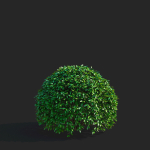 Ligustrum vulgare balls