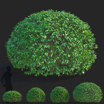 Ligustrum vulgare balls