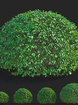 ligustrum-vulgare-balls-3d-model-f41e1385fb