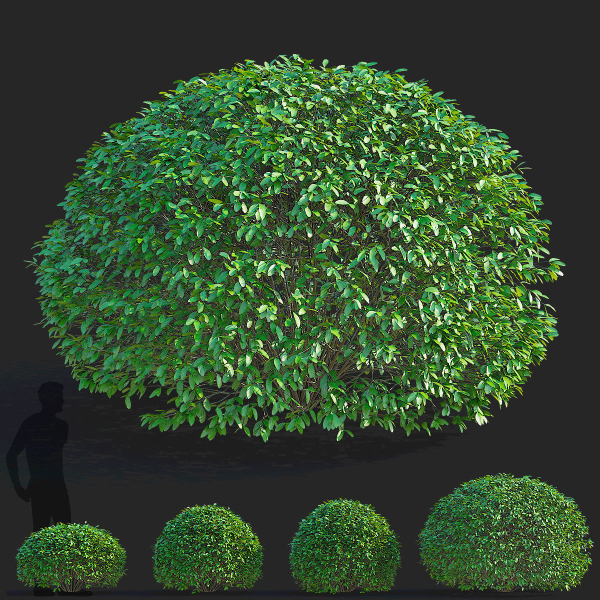 Ligustrum vulgare balls