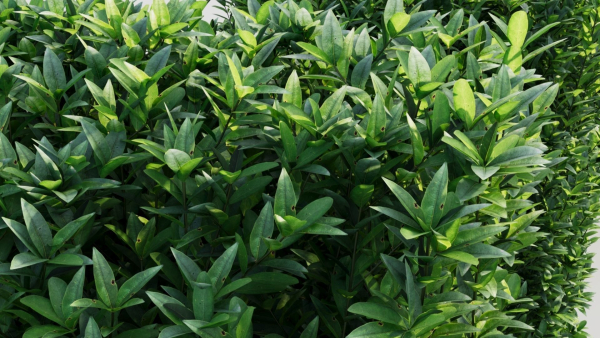Ligustrum vulgare c