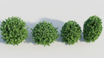 Ligustrum vulgare c
