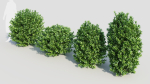 Ligustrum vulgare c