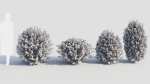 Ligustrum vulgare c