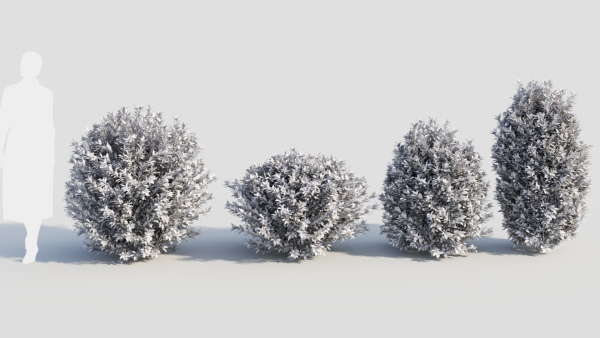 Ligustrum vulgare c