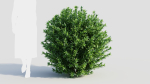Ligustrum vulgare c