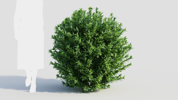 Ligustrum vulgare c