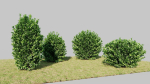Ligustrum vulgare c