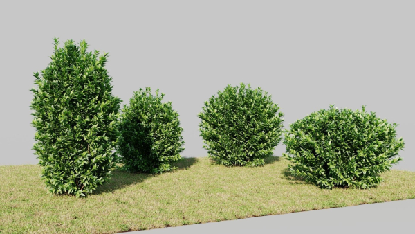 Ligustrum vulgare c