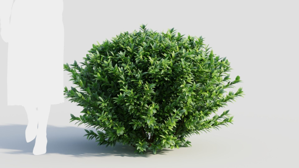 Ligustrum vulgare c