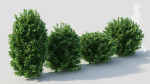 Ligustrum vulgare c