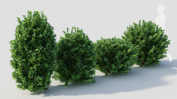 Ligustrum vulgare c