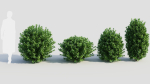 Ligustrum vulgare c