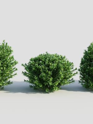 Ligustrum vulgare c
