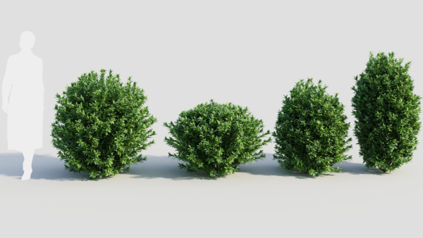 Ligustrum vulgare c