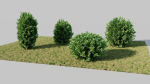 Ligustrum vulgare c