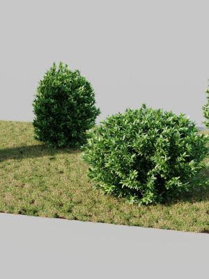 ligustrum-vulgare-c-3d-model-cb7122a3be