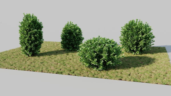 Ligustrum vulgare c