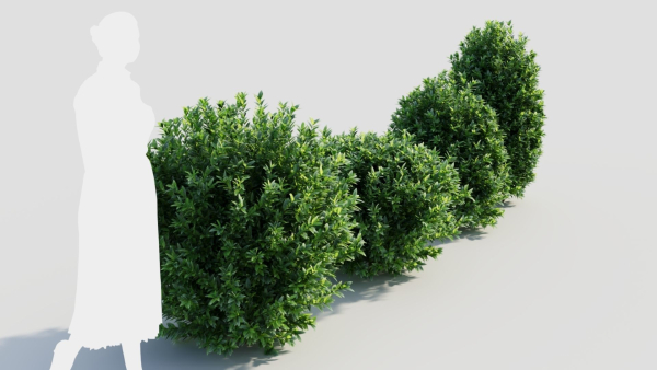 Ligustrum vulgare c