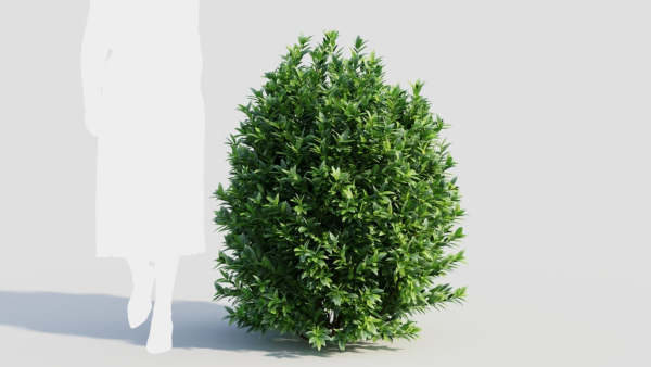Ligustrum vulgare c