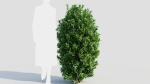 Ligustrum vulgare c