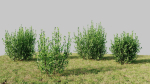 Ligustrum vulgare d