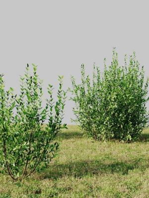 ligustrum-vulgare-d-3d-model-305159718e