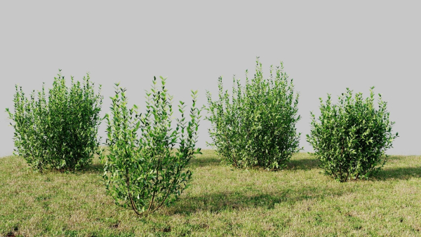 Ligustrum vulgare d