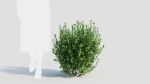 Ligustrum vulgare d