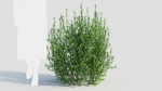 Ligustrum vulgare d