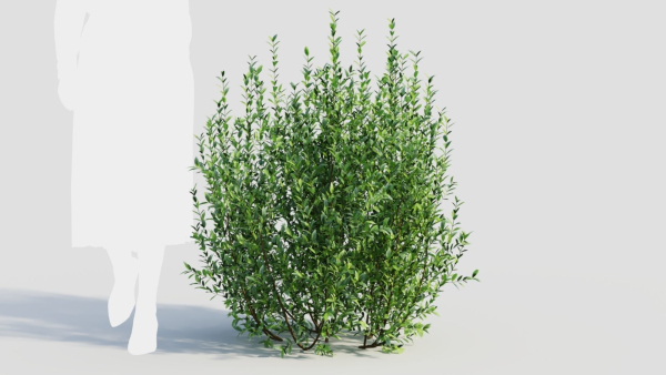Ligustrum vulgare d