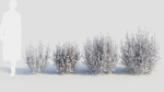 Ligustrum vulgare d