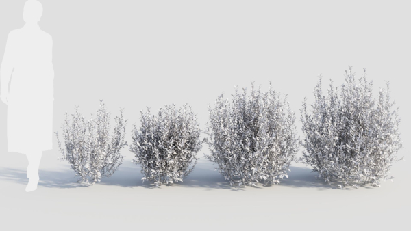 Ligustrum vulgare d