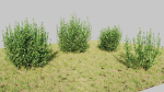 Ligustrum vulgare d