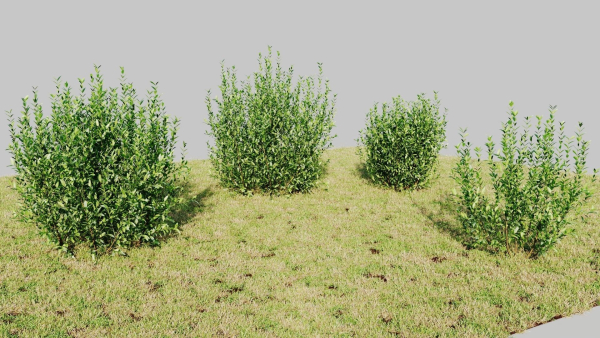 Ligustrum vulgare d